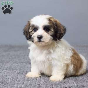 Leo, Teddy Bear Puppy